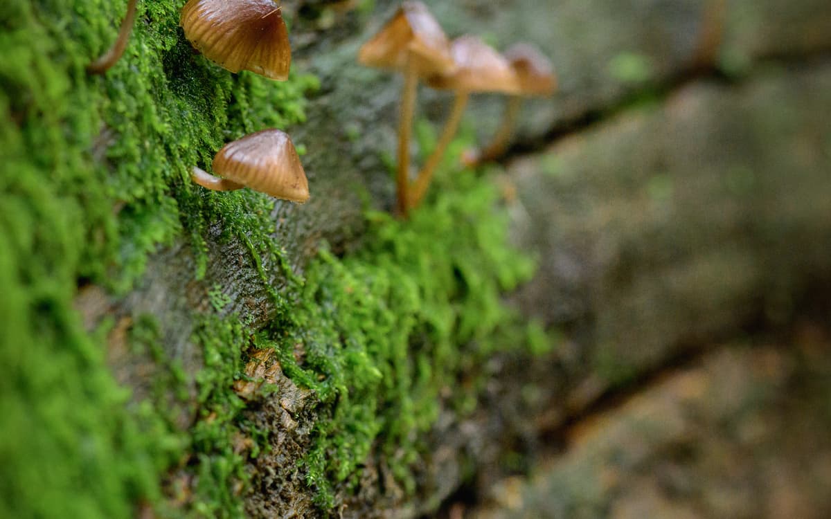 巴黎花卉公园地下菌菇农场：探秘与直销