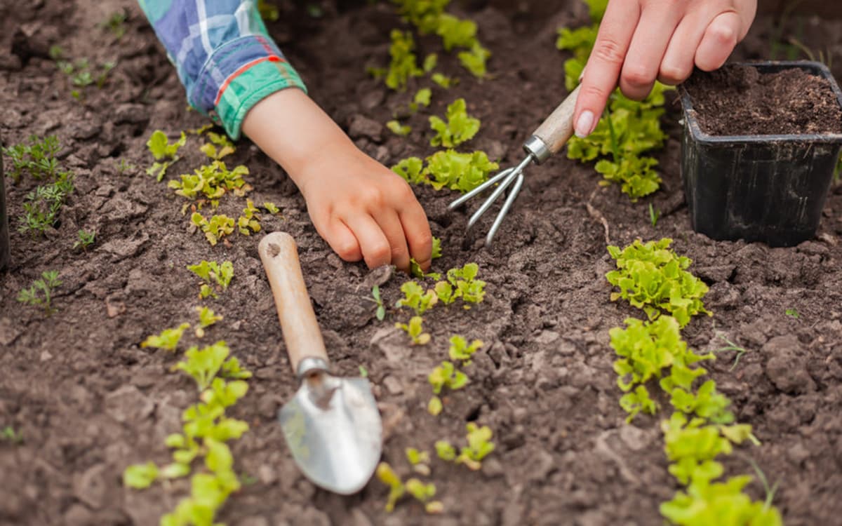 巴黎自然活动计划：免费探索城市绿意