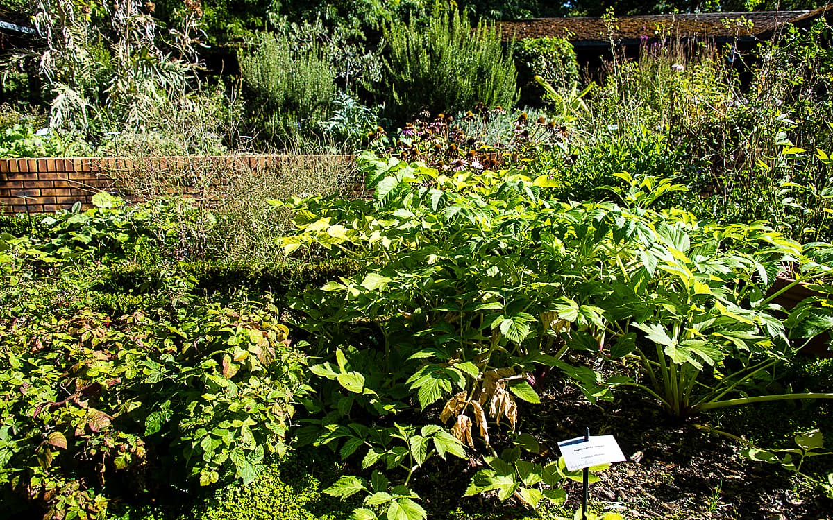 野生和药用植物