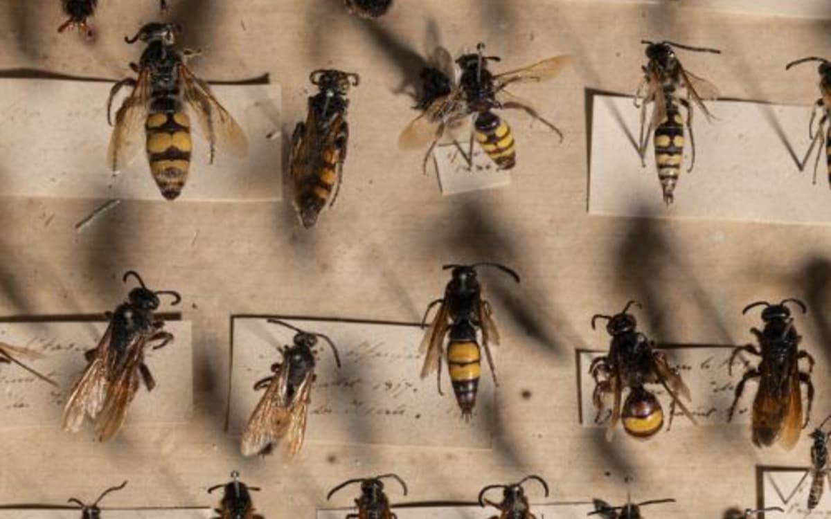 让-亨利·法布尔《昆虫记》:自然诗意的音乐朗读会