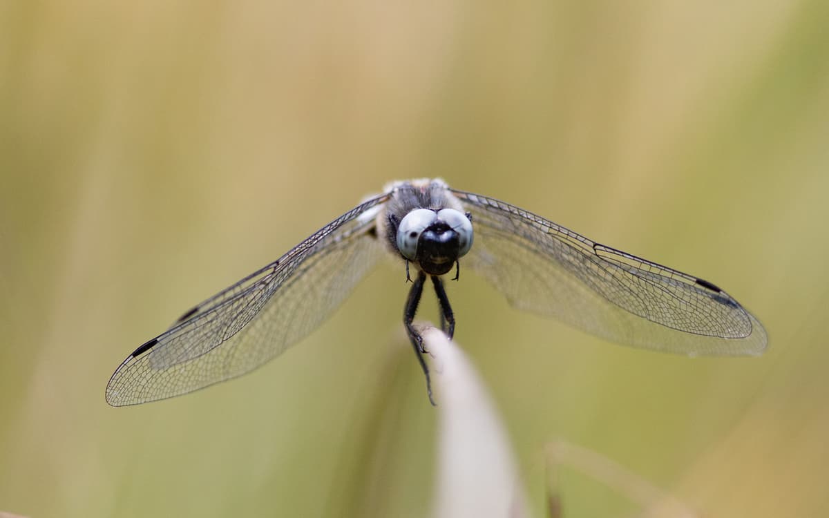 让-亨利·法布尔主题展:探秘昆虫世界的不知疲倦观察者